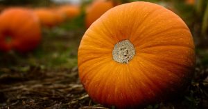 Pumpkin sitting in a pumpkin patch